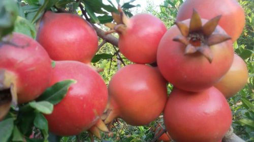 Fresh Pomegranate