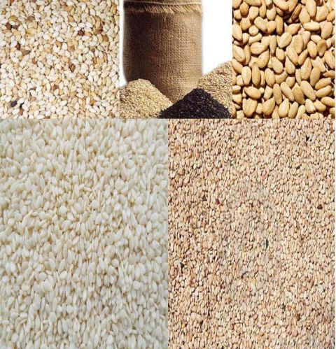 Sesame seeds, Packaging Type : PP Bags