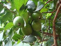 Green Fresh Organic Guava Plant, For Garden, House, Packaging Type : In Bag