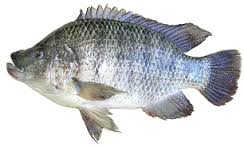 Tilapia Fish