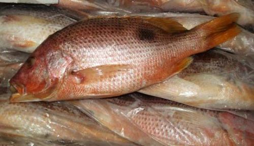 Frozen Red Snapper Fishes, For Human Consumption, Packaging Type : Plastic Crates, Vaccum Packed