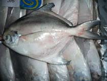 Frozen Silver Pomfret Fishes, For Human Consumption