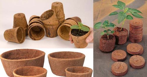 Coir Pots