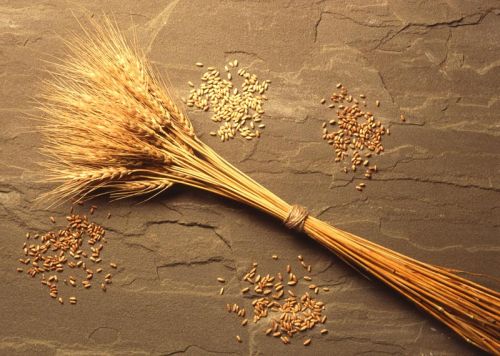 Wheat seeds, Cultivation Type : Natural