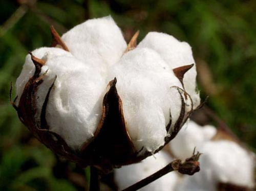 Raw cotton, Usage : Cotton Wicks