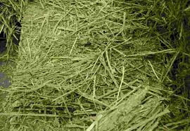 Alfalfa Hay, Packaging Size : 0-25Kg, 25-50Kg
