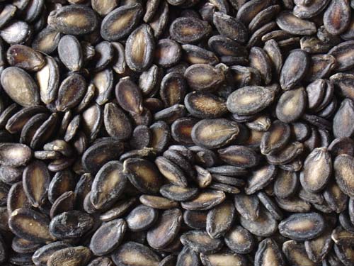 Middle Flake Black Melon Seeds