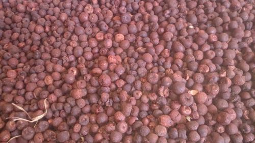 Betel nuts Form : Solid