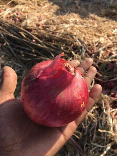 Common Fresh Red Onion, Certification : Apeda