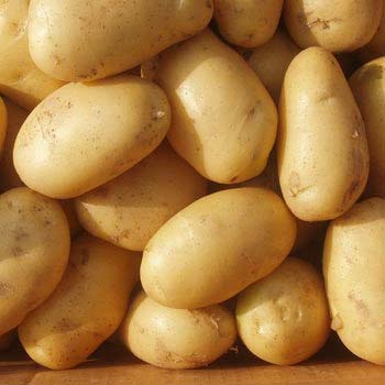 Fresh potato, Shelf Life : 3 Months