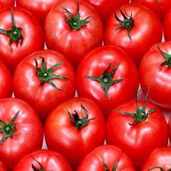 Fresh tomato, Storage Condition : Natural