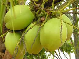 Tender Coconut Water