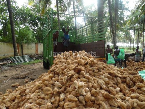 Semi Husked Coconut
