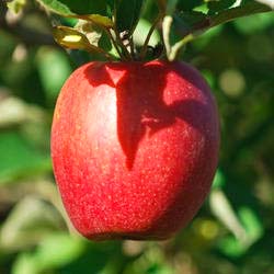 Fresh apple, Speciality : Good Quality and Pure