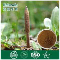 Cordyceps Extract