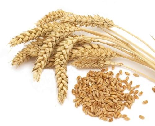 Milling Wheat Grade 3