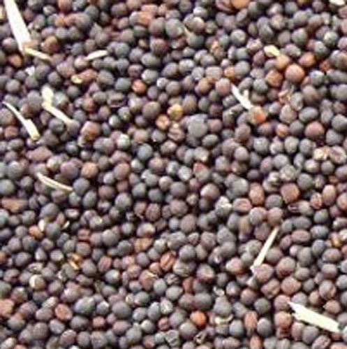 Rapeseed, Moisture : 8%