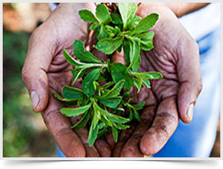 Fresh Stevia Leaves