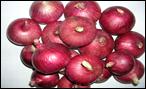 Phule Samarth Onion Seeds