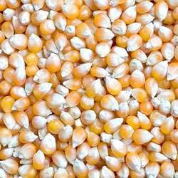 Yellow maize seeds, Country of Origin : India