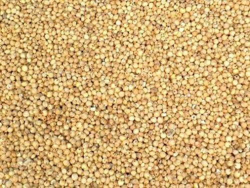 Sorghum Seeds