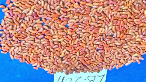 Light red kidney beans, Packaging Type : 25lb, 50lb., 100lb bags