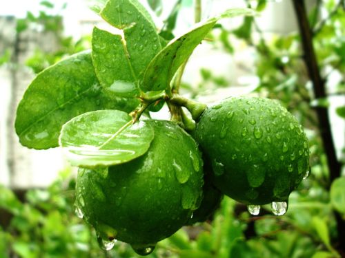 Lemon, Variety : Citrus Aurantifolia (Indian Lime)