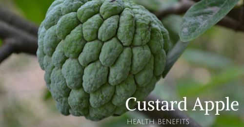 Fresh Custard Apple