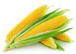 Yellow Maize