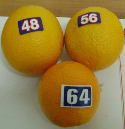Valencia, Packaging Type : orange