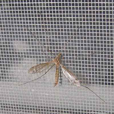 Mosquito Wire Mesh