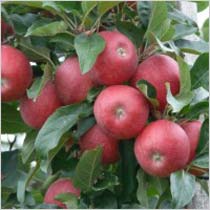 Abasi Traders 15to 20 Kg Natural Apple Fruit, Taste : Sweet