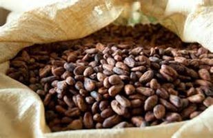 Best Quality Sundry Cocoa Beans