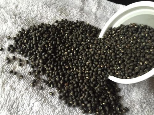 Common Black Matpe Beans, Packaging Size : 50
