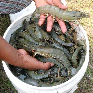 Black Tiger Shrimps BT Shrimps Pud Shrimps Head-On Black Tiger Shrimp