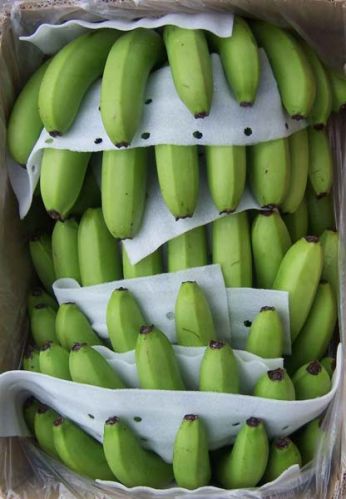 FRESH CAVENDISH BANANA GRADE A