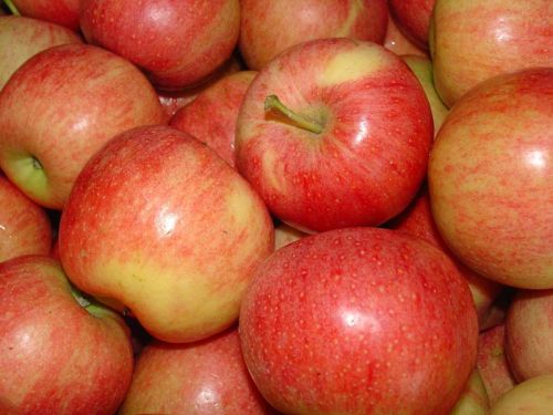 Fresh Royal Gala Apples, Fuji Apples, Golden and Red Delicious Apples