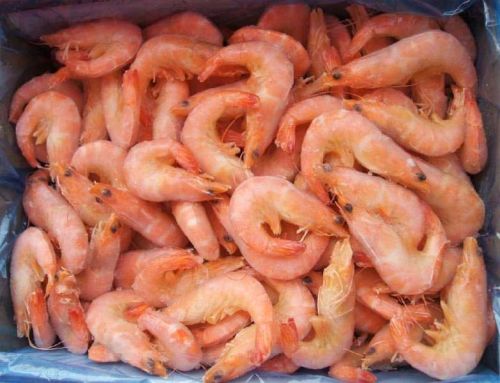 Frozen White Shrimp