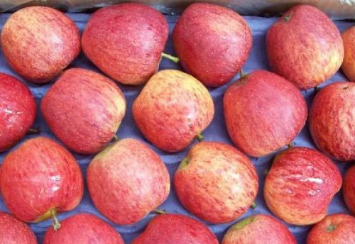 Quality Fresh Golden Delicious, Fuji and Royal Gala Apples