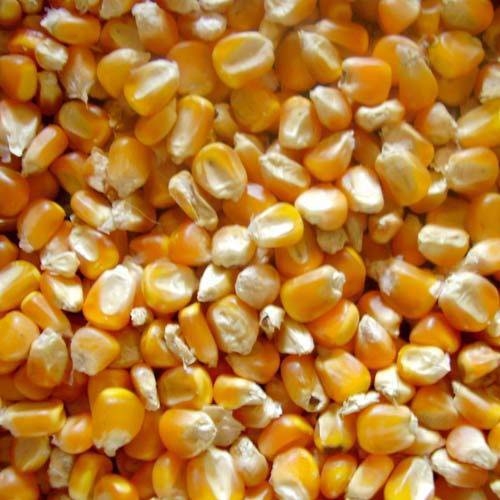 Maize Seeds, Nutrition Facts : High In Fiber And Protein