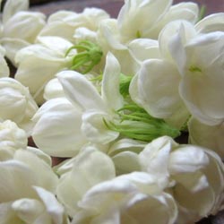 Fresh Jasmine Flower