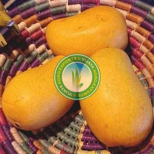 Organic Fresh Mango, Packaging Type : Corrugated Box, Jute Bags