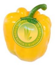 Fresh Yellow Capsicum, Packaging Type : Jute Sack, Plastic Sack