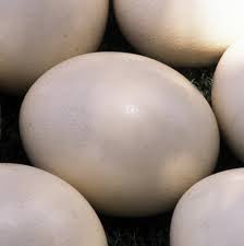 Ostrich Eggs