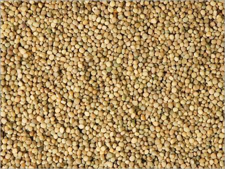 Organic Guar Seeds, For Agriculture, Cooking, Purity : 99.9%