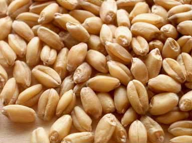 Organic Wheat Seeds, For Beverage, Flour, Food, Style : Dried