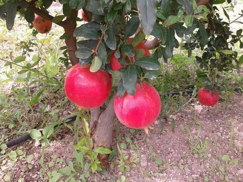 Fresh Pomegranate