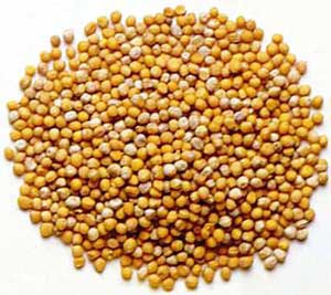 Yellow Mustard Seeds