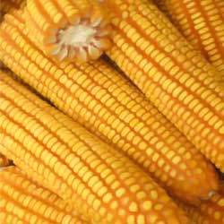 Yellow Maize Seeds