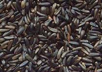 Niger Seeds